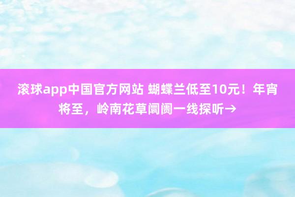 滚球app中国官方网站 蝴蝶兰低至10元！年宵将至，岭南花草阛阓一线探听→